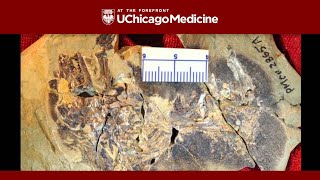 Agilodocodon and Docofossor the earliest-known arboreal and subterranean mammals