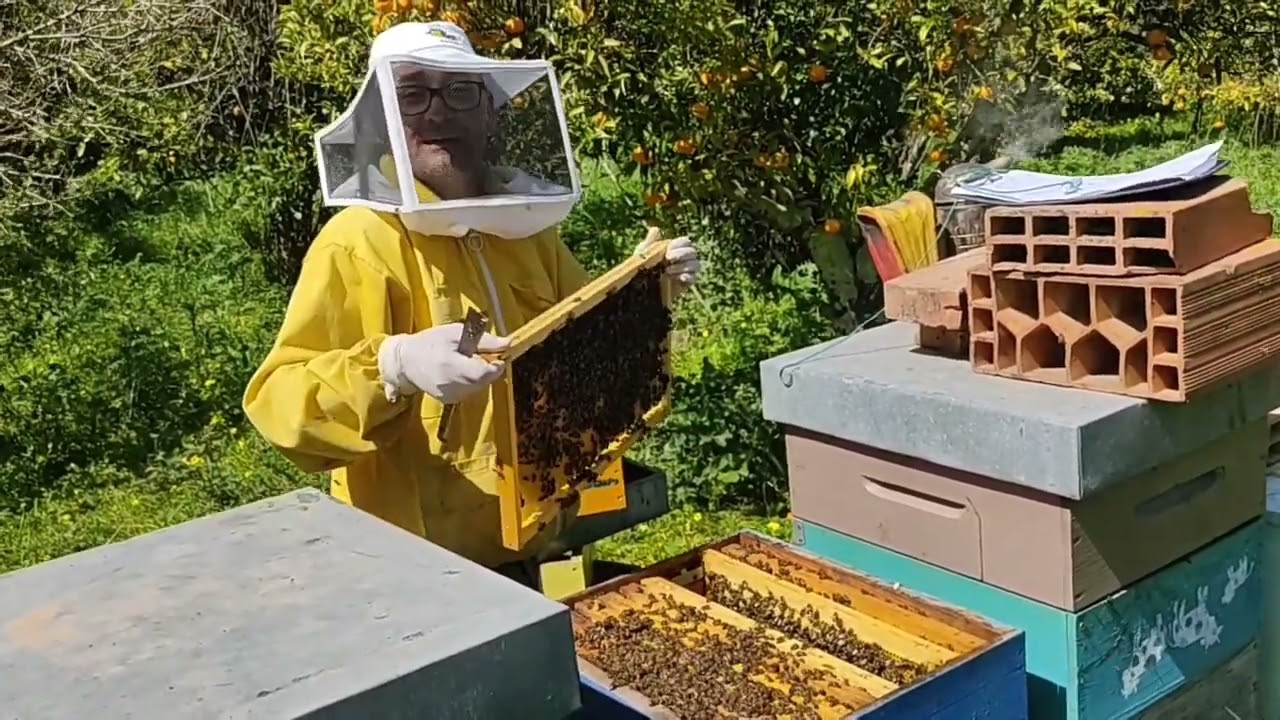 Famiglia in cui è appena iniziata la febbre sciamatoria, regina presente che depone....cosa fare?