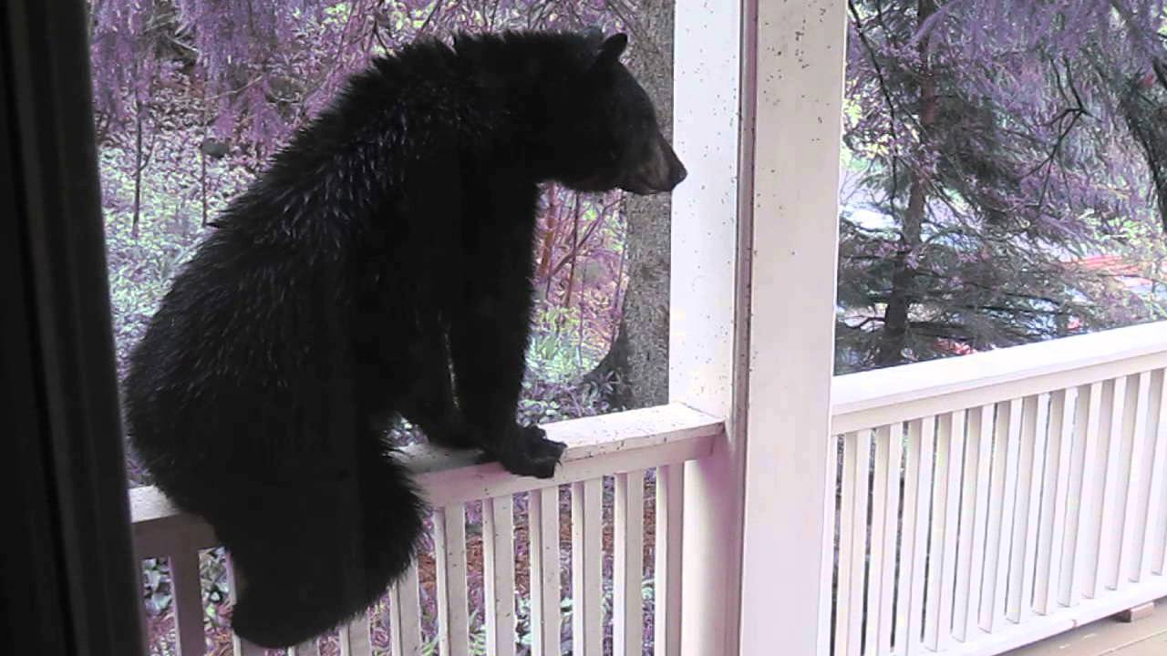 Mr Bear on my porch 003 2 YouTube