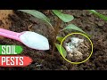 ORGANIC SOIL PEST CONTROL FOR GARDEN MILLIPEDES & SOIL PESTS IN GARDENING