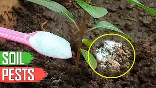 ORGANIC SOIL PEST CONTROL FOR GARDEN MILLIPEDES & SOIL PESTS IN GARDENING