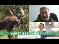 Как там звери без нас?