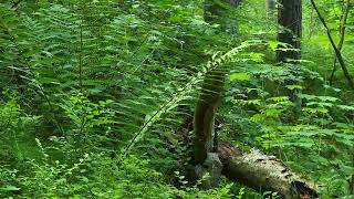 Bird, Cricket and Soft wind Sounds for Sleep Fall Asleep Fast | Cozy Relax Sleeping 3 hours screenshot 4