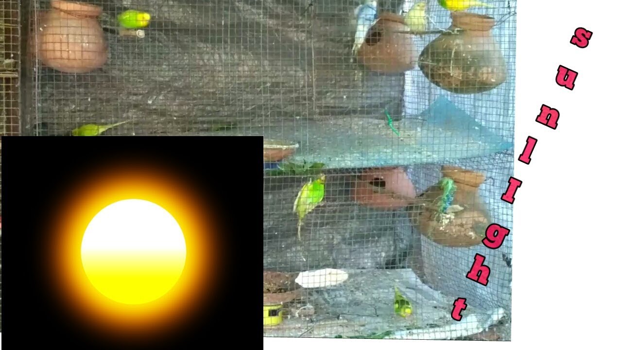 importance of sunlight for your bird YouTube