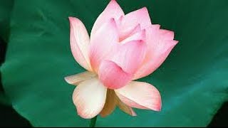 Programming Interview: Bloom Filter (probabilistic data structure) Implementation