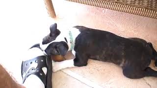 Boston Terrier Puppy  |  Funniest & Cutest  Puppies #60 - Funny Puppy Videos 2020 by Which Dog Should I Get? Dog Breed Selector 17 views 3 years ago 2 minutes, 37 seconds