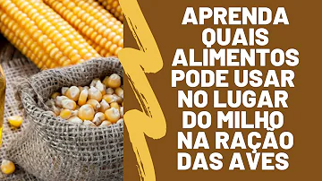 O que substitui o milho verde?