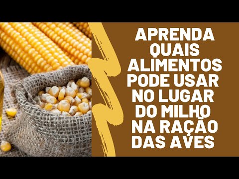 Vídeo: Usos alternativos para o milho - o que você pode fazer com o milho