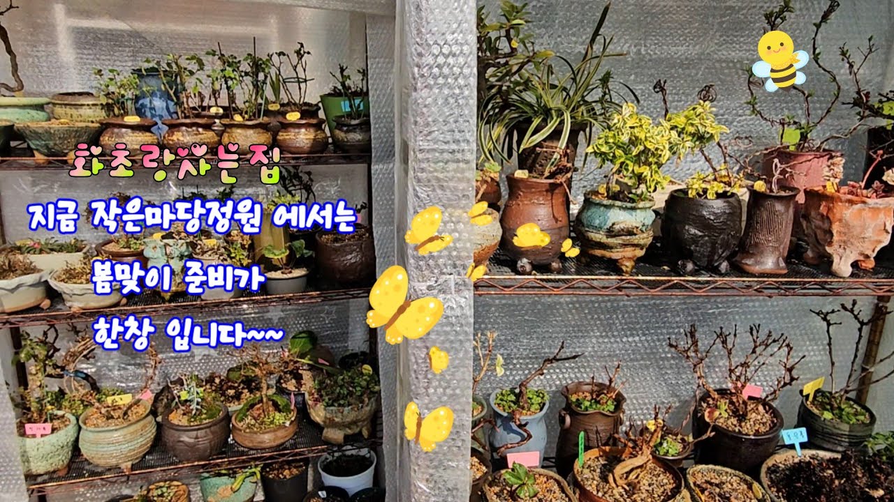 #화초랑사는집 #작은마당정원  #뽁뽁이하우스 #봄맞이준비중 