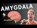 The amygdala and fear conditioning