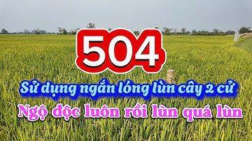 Sử dụng ngắn lóng lùn cây 2 cử lúa bị ngộ đọc palo khó có năng suất