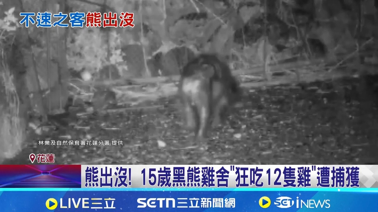 熊出沒! 15歲黑熊雞舍