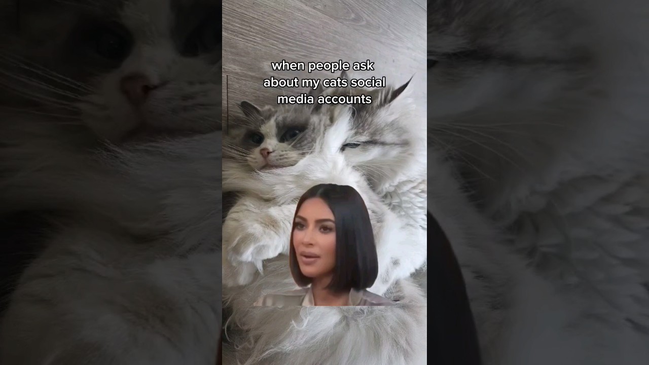 When People Ask About My Cats' Social Media Accounts 😂