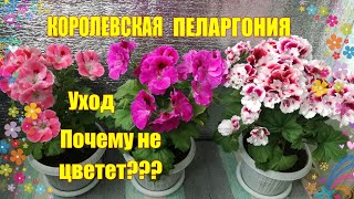 Королевская пеларгония. Уход. Почему не цветет?