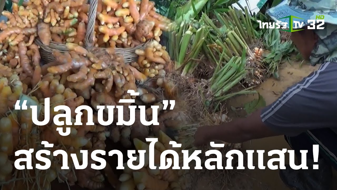 เกษตรทำเงิน : ปลูกขมิ้นรายได้หลักแสน | 27 ม.ค. 67 | ตะลอนข่าวสุดสัปดาห์