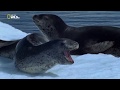 National Geographic Дикая Антарктида Wild Antarctica 2015 1080