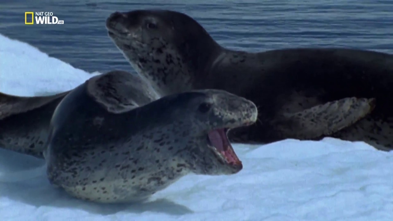 National Geographic: Дикая Антарктида / Wild Antarctica (2015) 1080