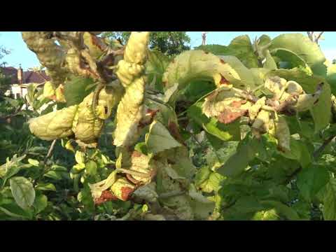 Video: Ce Este Venarea Frunzelor Reticulate