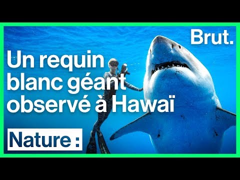 Une gigantesque femelle requin blanc repérée au large d'Hawaï