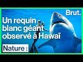 Une gigantesque femelle requin blanc repérée au large d'Hawaï