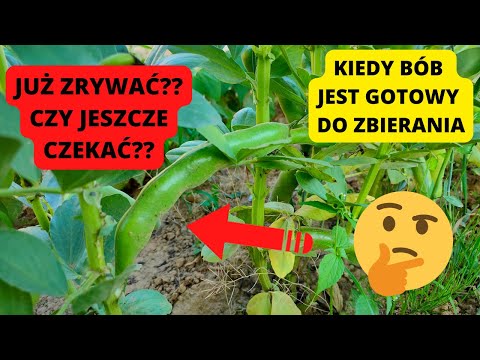 KIEDY MOŻNA ZBIERAĆ