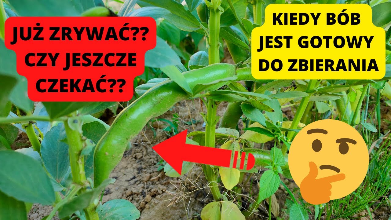 KIEDY MOŻNA ZBIERAĆ BÓB? Kiedy bób jest dojrzały? Jak zbierać bób? Uprawa bobu