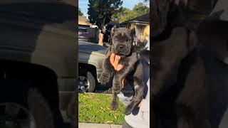 😳 Cane Corso 🐕… غير بنظرة كيوقفك! 🔥