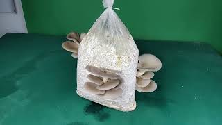 oyster mushroom growing tips, how to grow bigger oyster mushroom