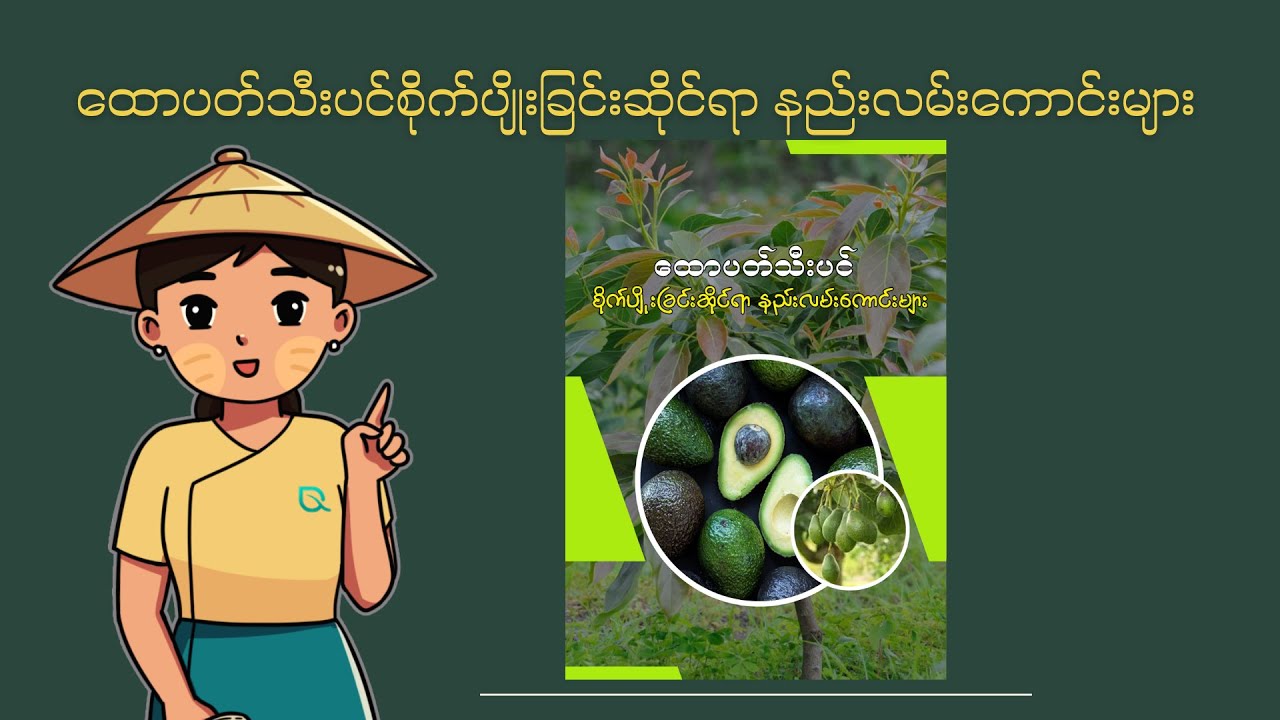 ထောပတ်သီးပင်စိုက်ပျိုးခြင်းဆိုင်ရာ နည်းလမ်းကောင်းများ အပိုင်း (၁)