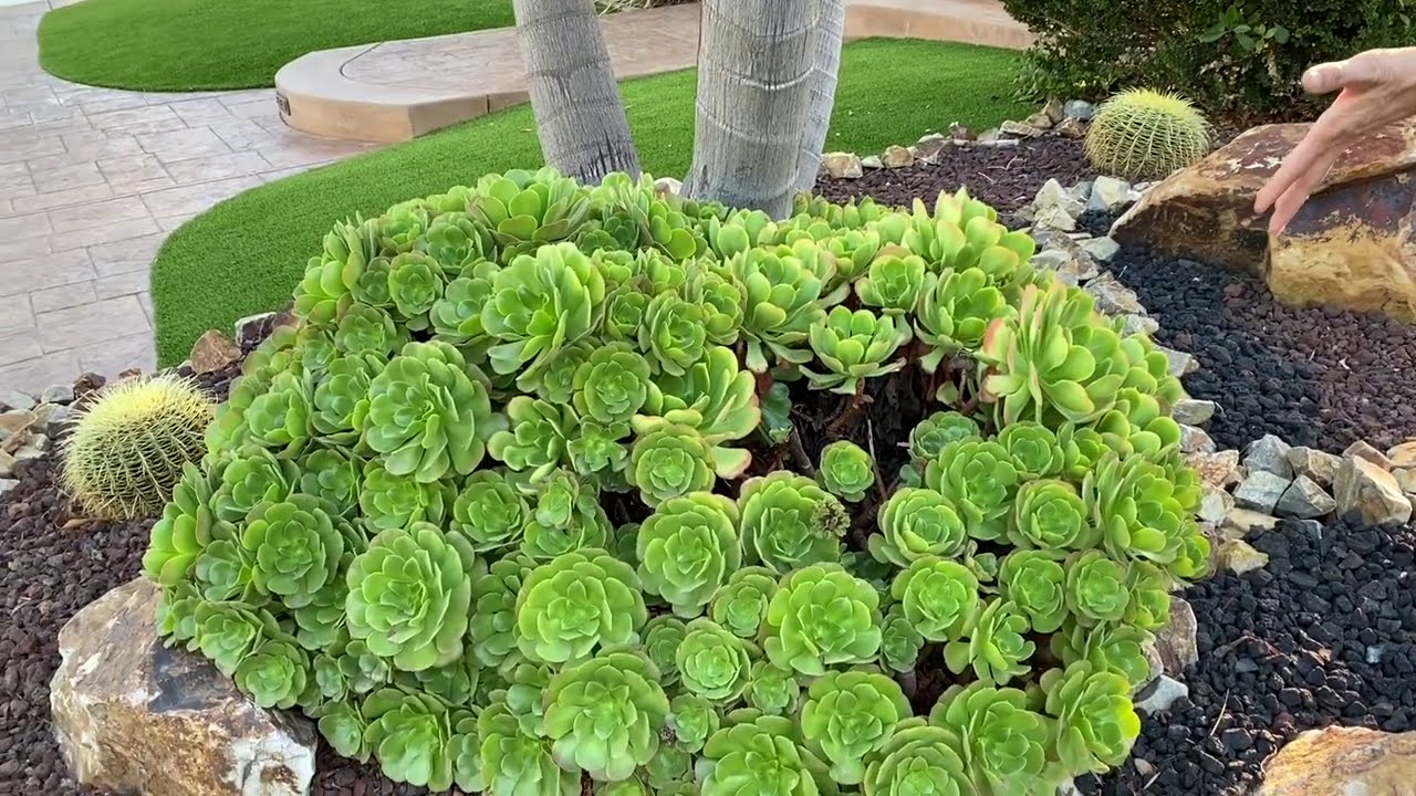 Laura’s Succulent Garden Walkabout Wednesday November Edition