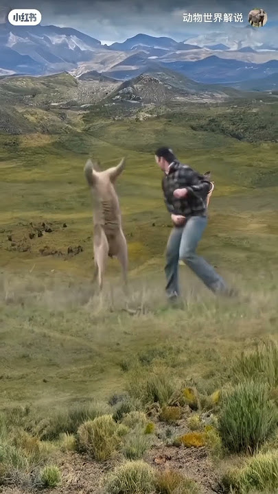 #shorts #shortvideo #short#music #funny #lucu #tinju #binatang #viralvideo #viralshorts