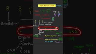 short#Neet#Anatomy#Tyoes of vascular bundles#class11 biology