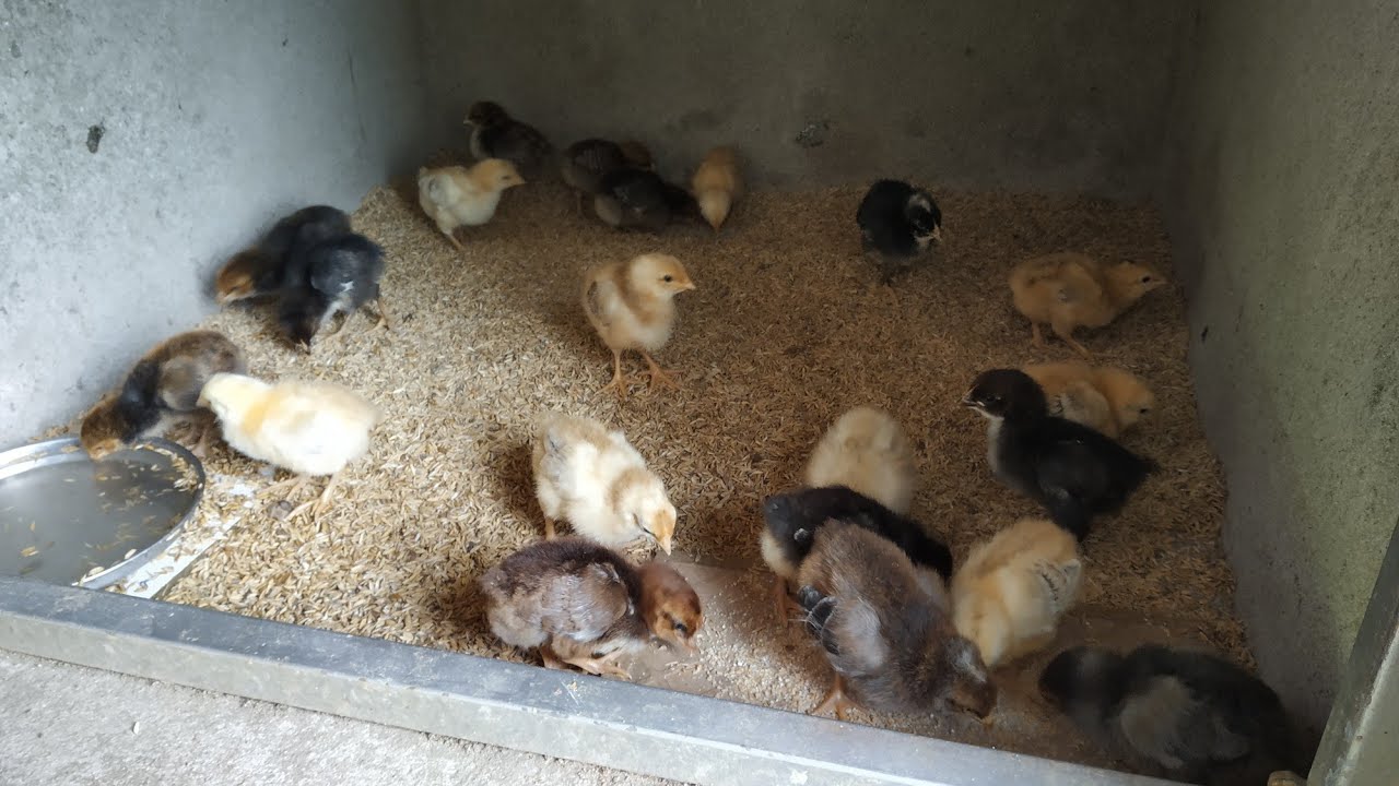 Kaveri chicks 7 days old