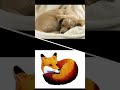 Why do animals Curl their body in a ball shape in winter?  #shorts#heat radiation#thermodynamics