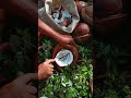 Belah kelapa tua #kelapa