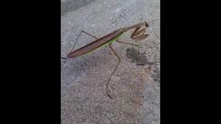 Look At Me Now Preying Mantis Dancing