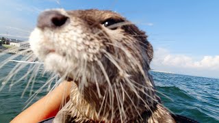 Otter Aty, seconded to the ocean by SUP [Otter life Day 326]【カワウソアティとにゃん先輩】