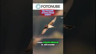 📸7 Tips para fotografía de fauna salvaje 🐻🦁🦊 - PARTE 7