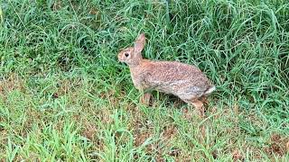 Rabbit in the yard by Mike Stirewalt 42 views 9 months ago 18 seconds