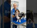 Basset Artesien Normand
