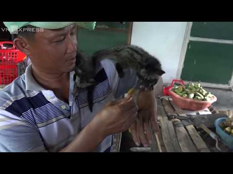 Video: Gan To ở Chồn Hương