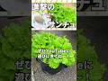 サンチュを超簡単に巨大化にする方法！材料100均！容器の作り方！#ダイソー#水耕栽培#家庭菜園#屋外栽培#サンチュ#葉物野菜#レタス