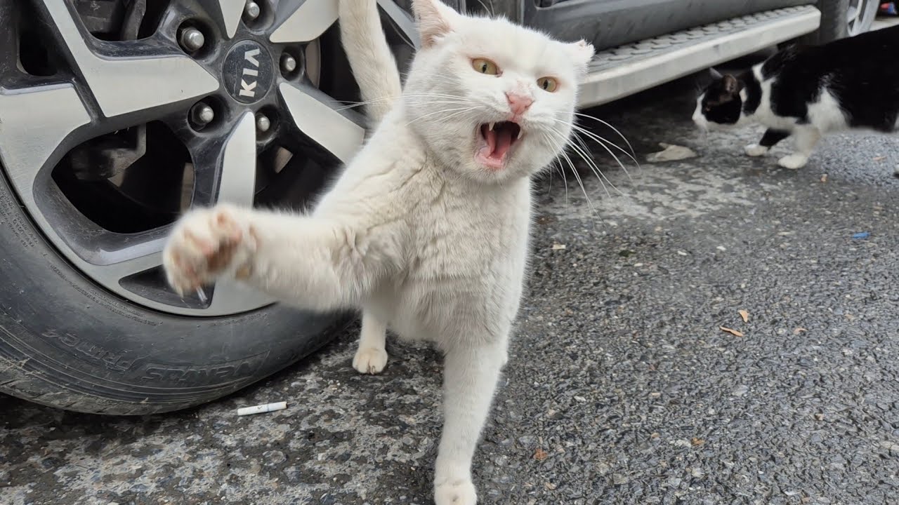When other cats appear, the Angry White Cat loses control and Attacks everyone.