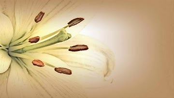 تلاوة فجرية رائعة من مسجد السنة بابن جرير