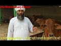 PM and CM purchase his SAHIWAL Cows. GURUMUKH Sir's Farm @ SIRSA, Haryana.
Simple Kisan - 9729002035