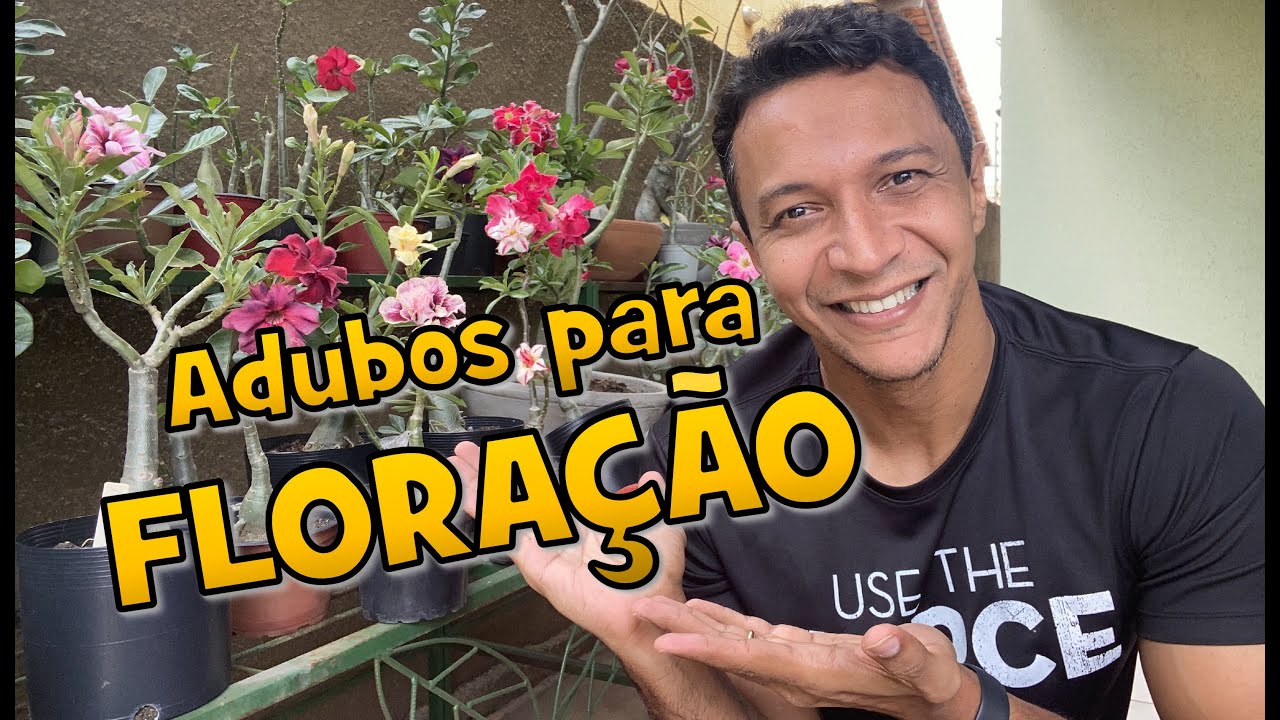 3 Adubos para FLORAÇÃO nas Rosas do Deserto