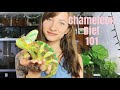 Veiled Chameleon Diet 101