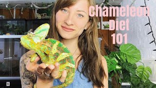 Veiled Chameleon Diet 101