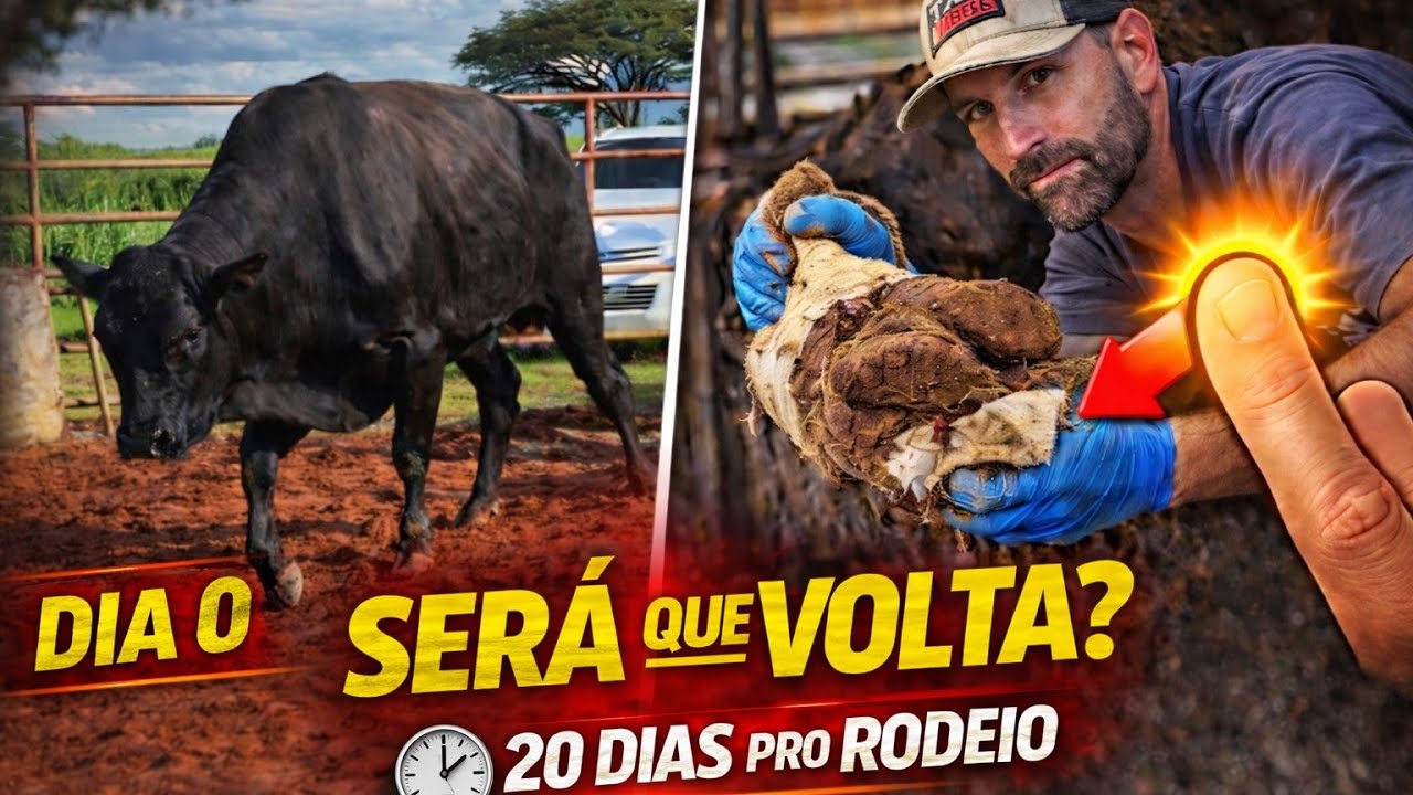 Ele não pisava no chão… agora tem 20 dias para voltar ao rodeio