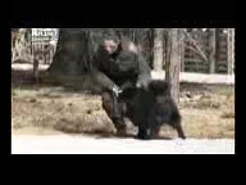 Шведская лопарская лайка, все породы собак, 101 dogs. Введение в собаковедение.